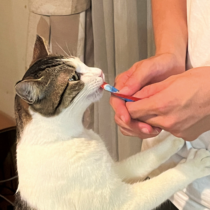 猫の画像