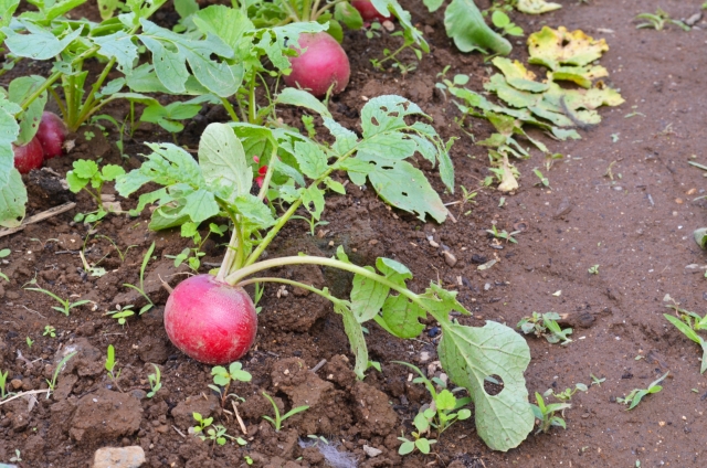 有機野菜とは？無農薬野菜や オーガニック野菜との違いも解説