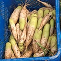 大根