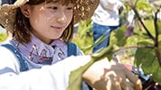 野菜を収穫する学生