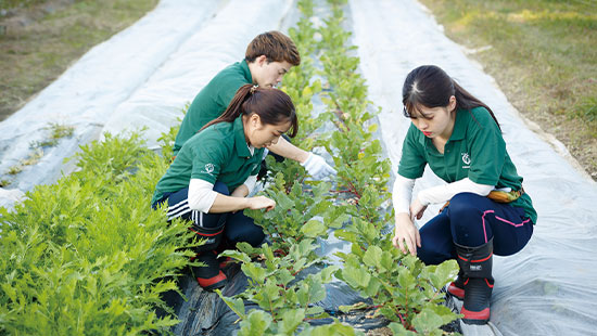 畑で野菜の要素を確認する学生たち